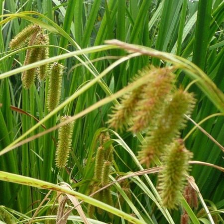 Bristly Sedge, Carex - Packet image number null